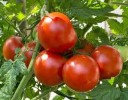 slicing-tomatoes-2-lbs